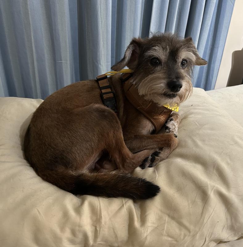 Harry, my Terrior mix.