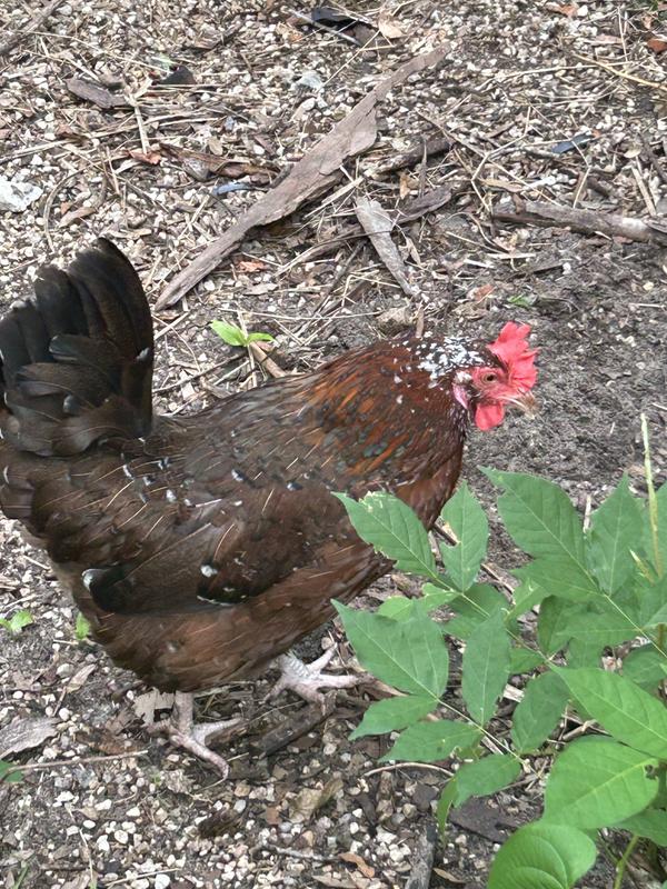 My hen with her shiny feathers! She loves this food!