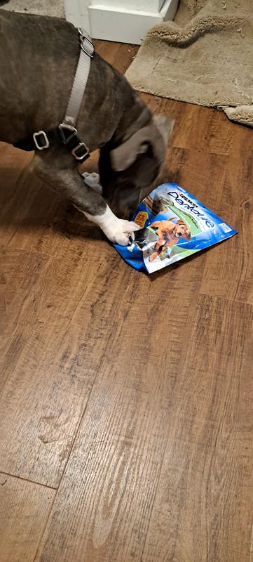 Pitbull Puppy can't wait to try!