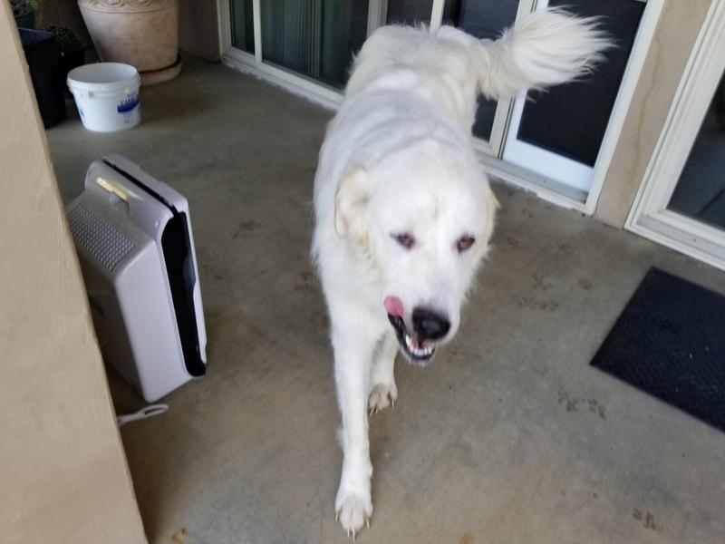 Millie after her leaving the chomp inside...