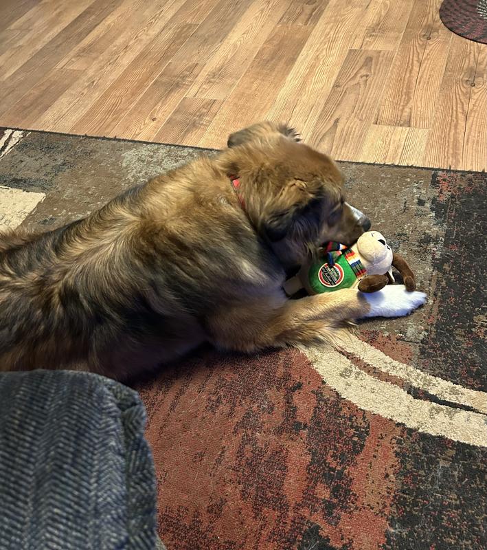Whiskey playing with plush toy