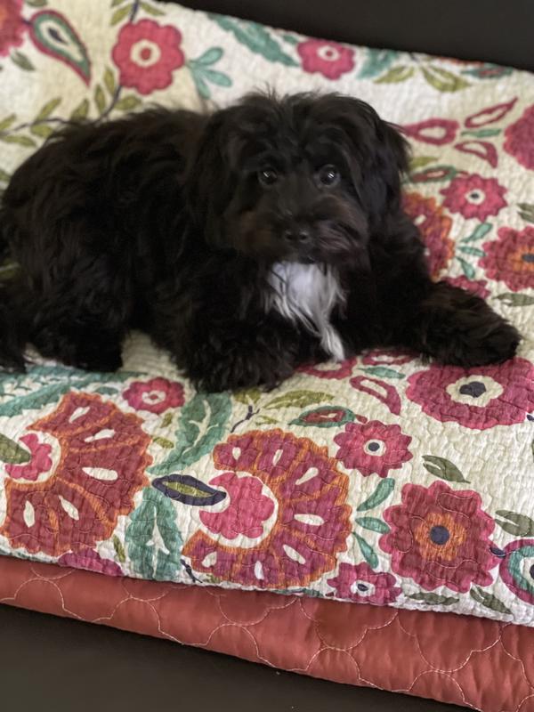 Happy puppy Happy pet parent