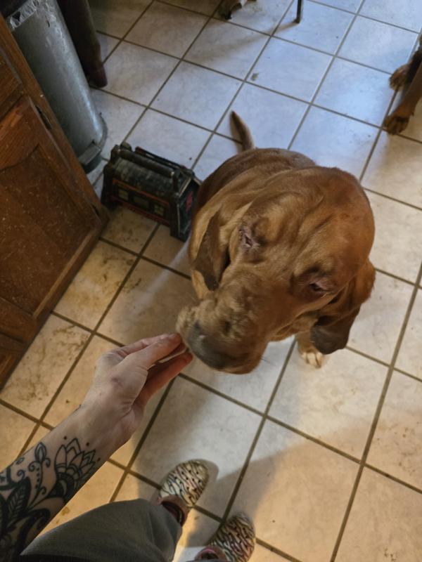 Buddy and Bloodhound approved.