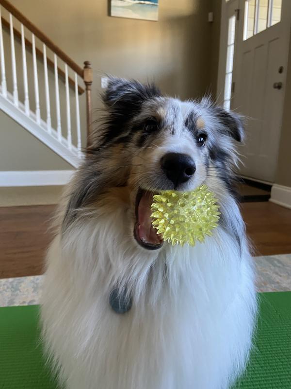 Dog holding product in mouth