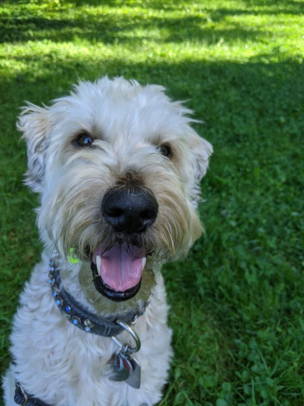 Scout always smiled, and showed off his pearly whites.. Always!