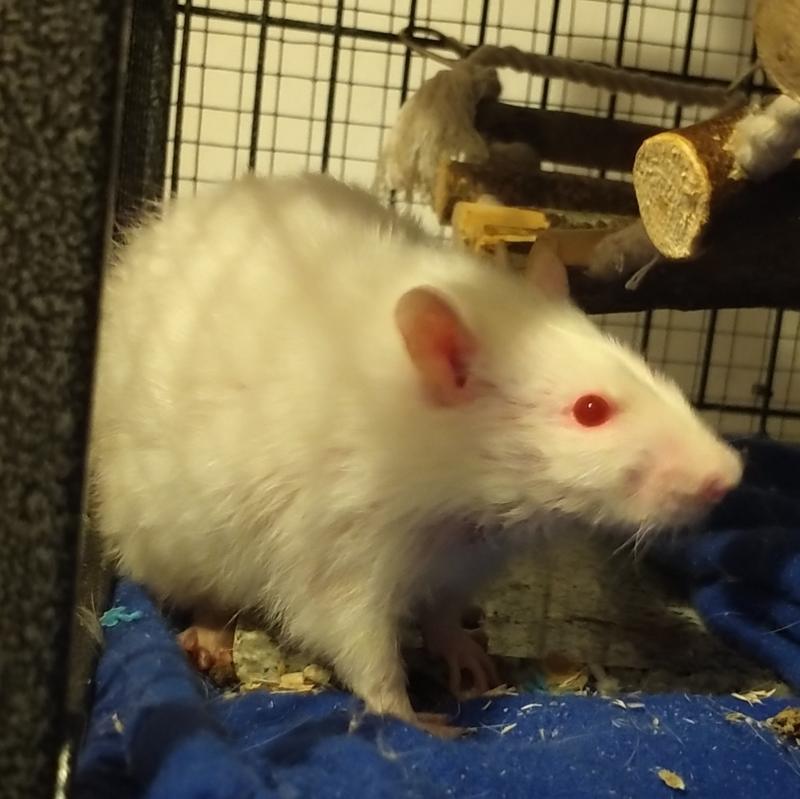Albino rat in cage