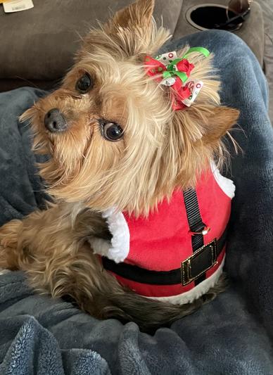 Bella in her Santa harness