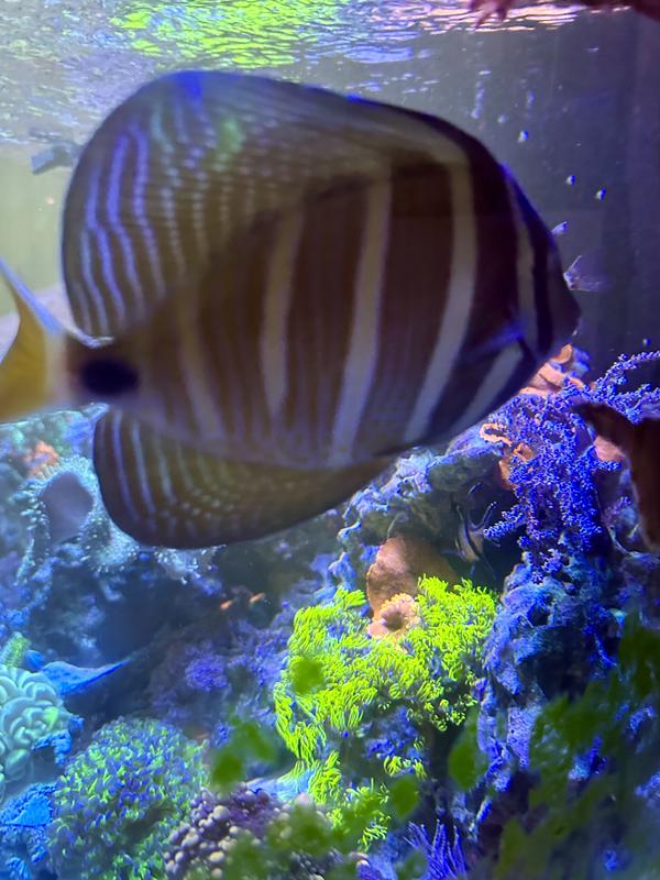 Cell’E the sailfin