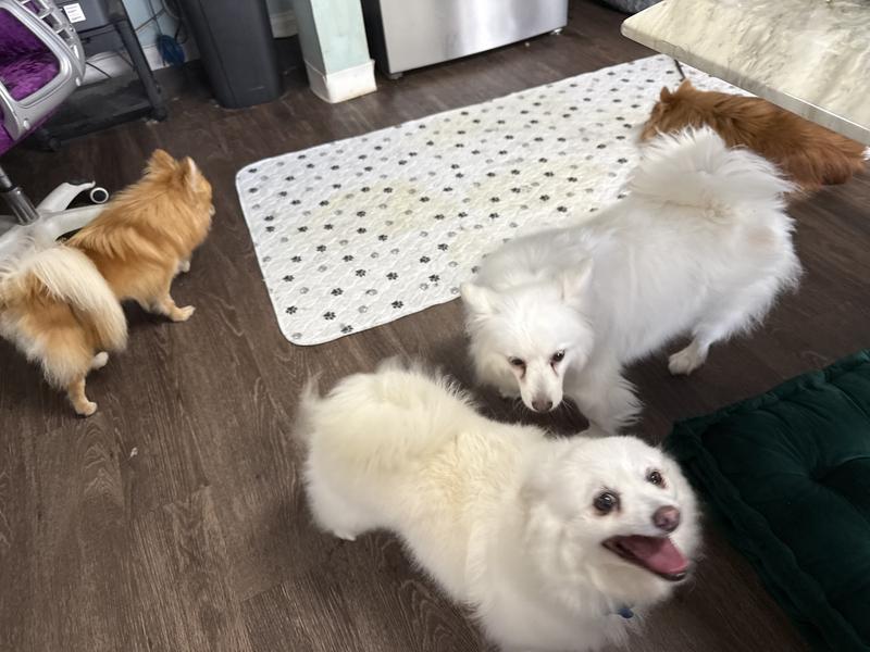 Ali is the one in front, Pearl is the bigger one behind her. Pearl is about nine years old and Allie just turned eight.