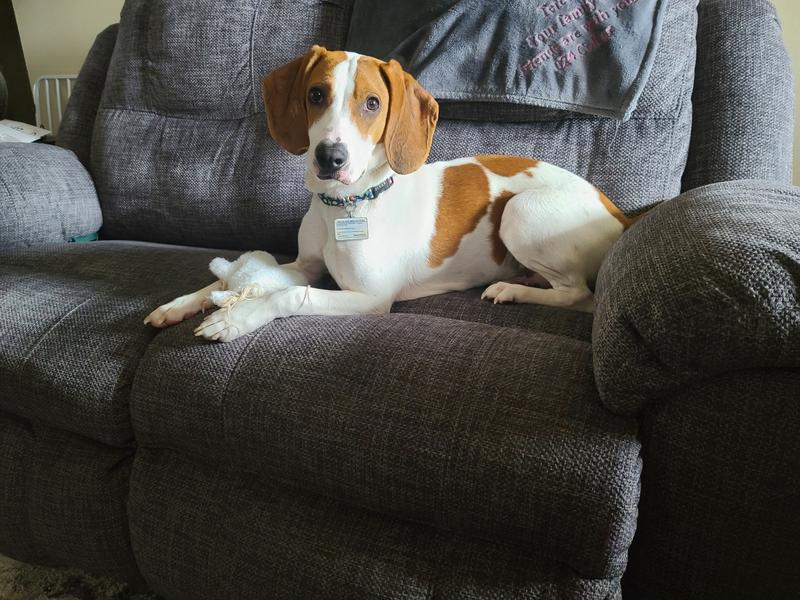 Otis lounging with a toy🐾🐾🦴