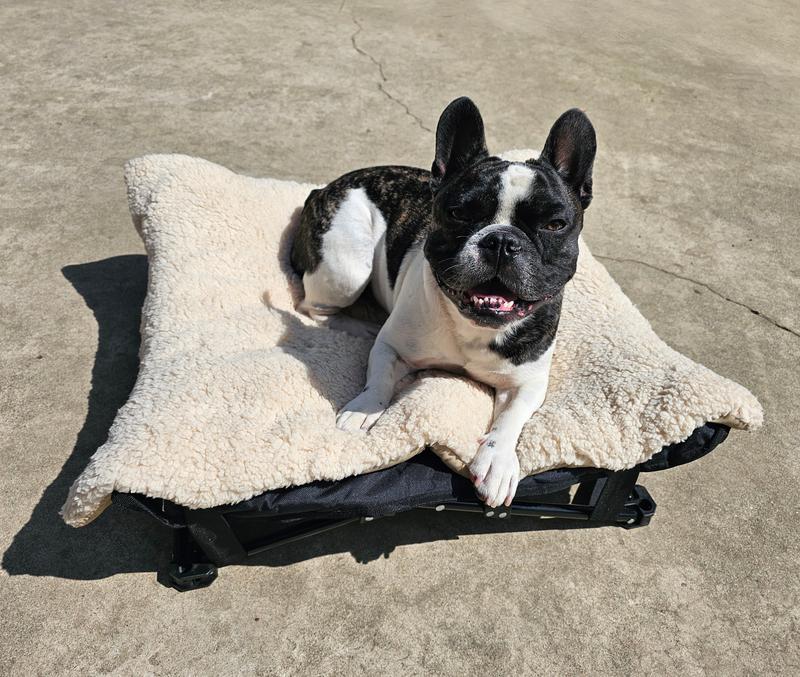 30lb French Bulldog in Medium bed