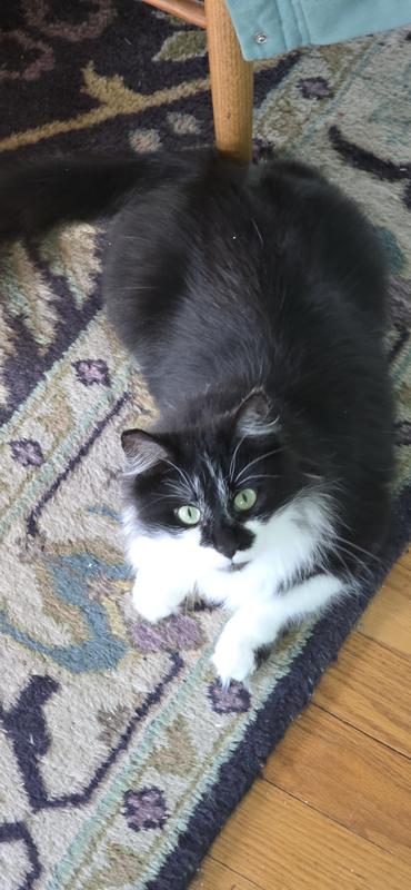 Applaws is the best catfood. Just look at my shiny coat! It makes me play like a kitten again; and I'm 7 years old.