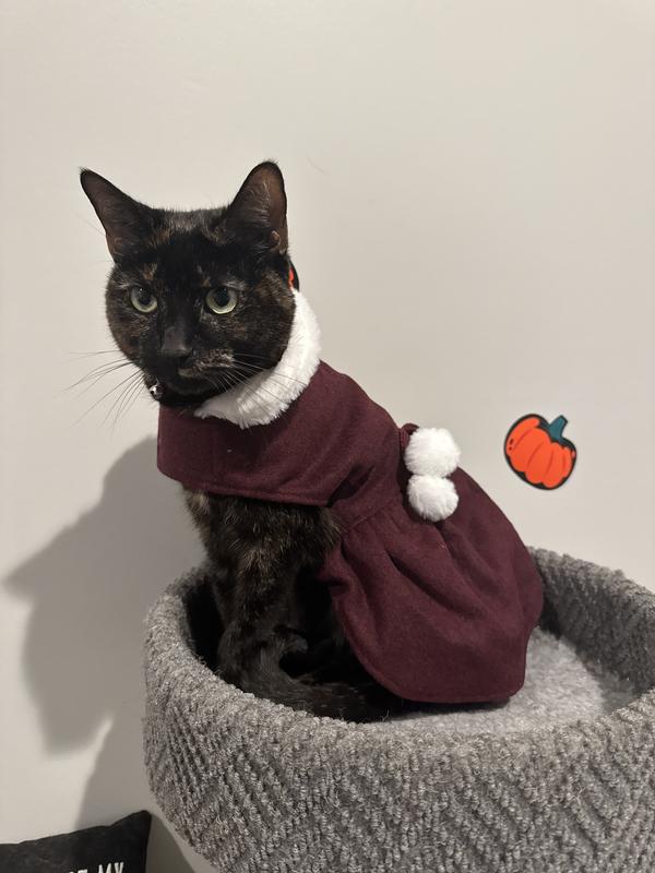 Tortie cat wearing pompom dress, her left/front angle.