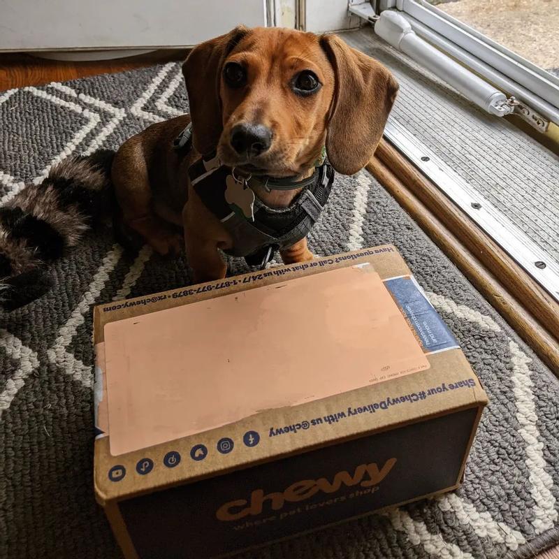 This dog I swear KNOWS the 'chewy' box from any other package delivered to our door.