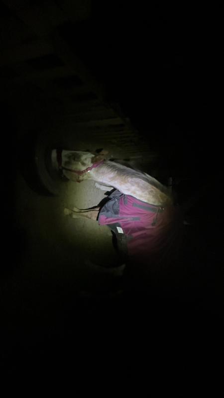 Horse eating head down dark