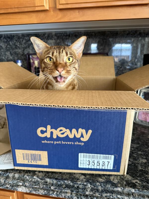 Inca gets SO excited every time a Chewy box arrives.