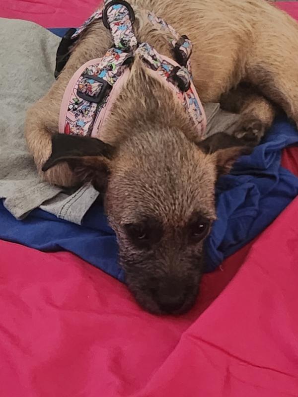 Sassy Woof Powerpuff Girls Dog Harness, Pink