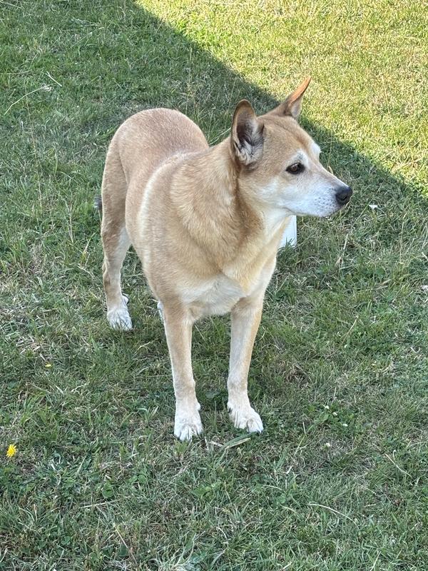 Healthfuls Sweet Potato & Chicken Wraps Dehydrated Dog Treats