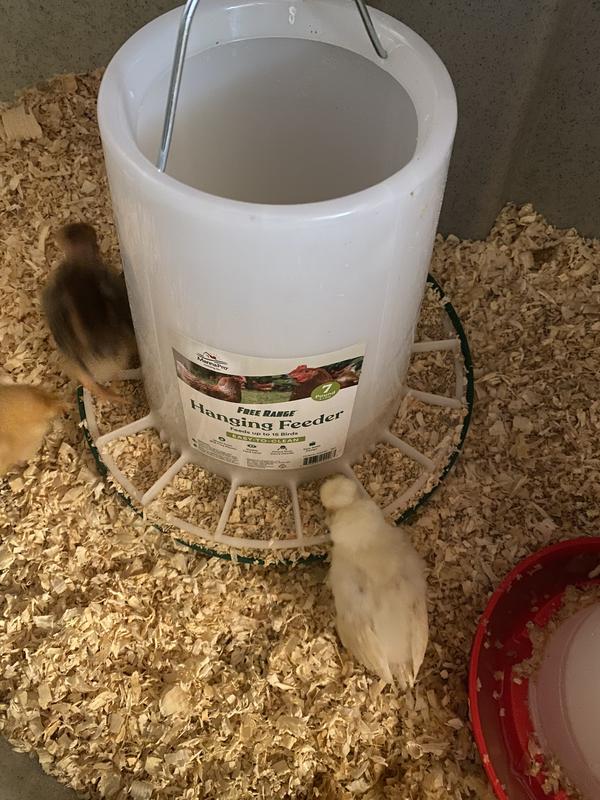 Chicks using the feeder