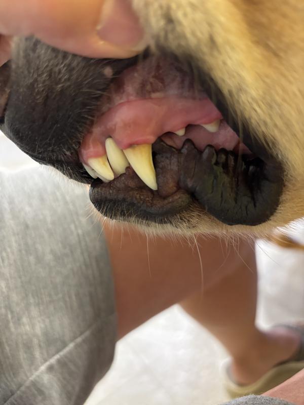 PetLab Dental powder at work.