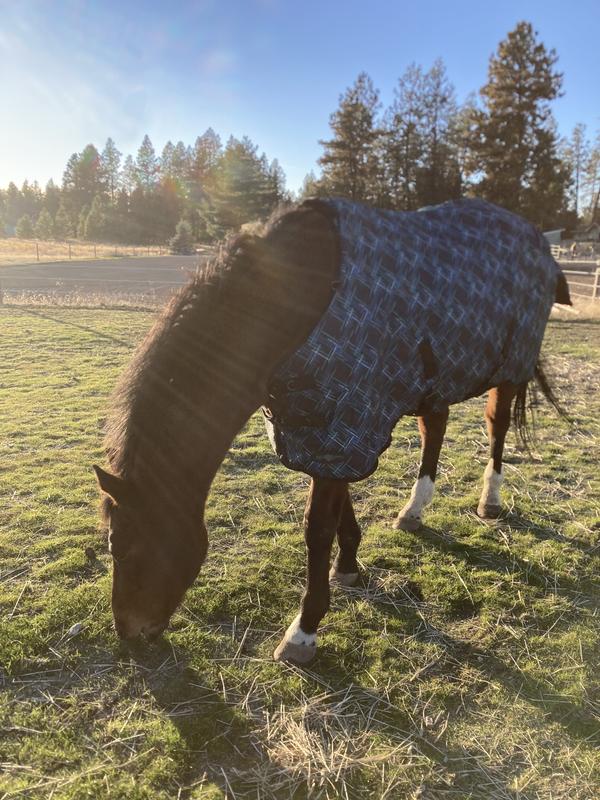 Thoroughbred horse wearing Kensington's Medium Weight Blanket