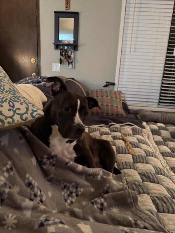 Effective way to remove dog slobber from car windows