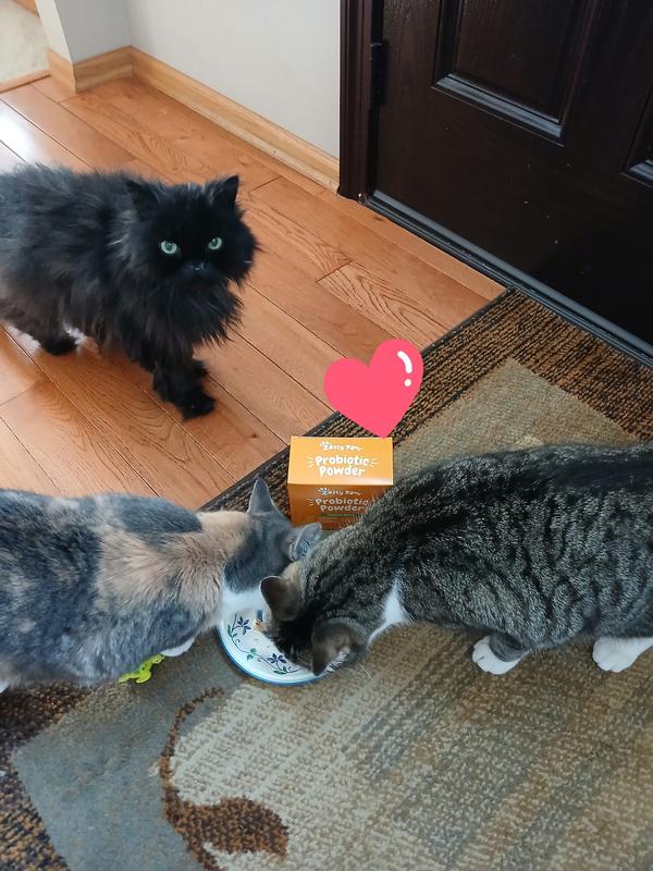 My three cats absolutely loved it!!