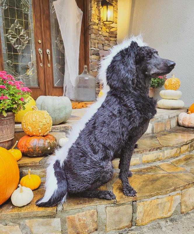 Frisco Skunk Dog & Cat Costume