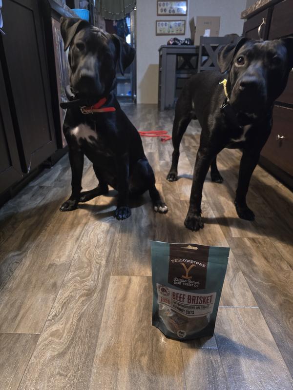 They were struggling to sit and wait for these yummy treats