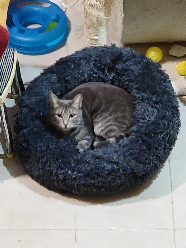 Stole the bed from his sister!