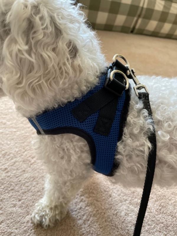 Voyager harness outlet petco