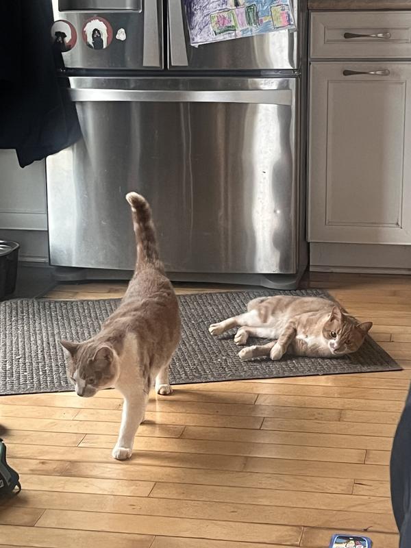 They come running when I open the package!