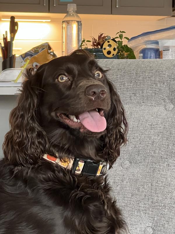 Thanksgiving collar!!