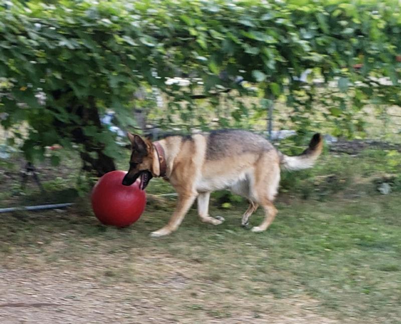 Jolly Pets Push-n-Play Ball Dog Toy - 14" Extra Large, Blue - Indestructible, Floats, For Herding & Play