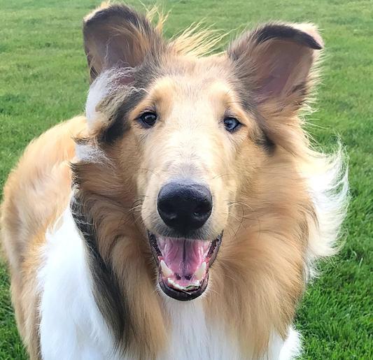 Winnie, 1 year old Sable Merle Rough Collie