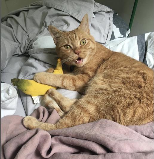 My mom saw this photo, and thought it was an actual banana