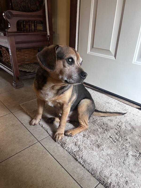 Blind and deaf and sweet as can be