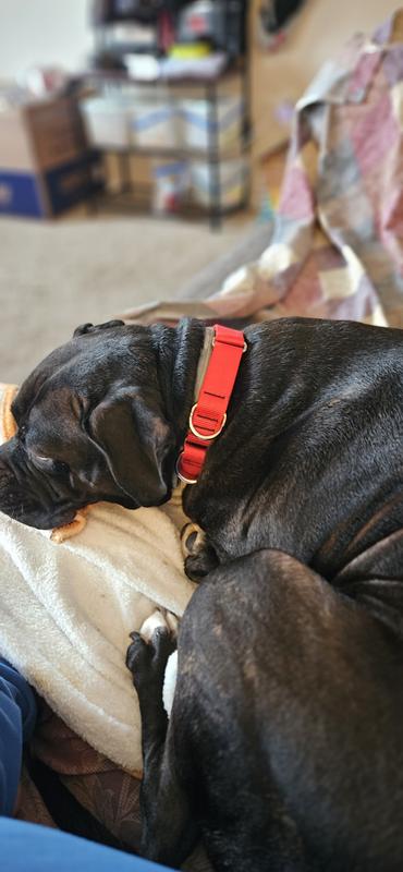 Collar look smashing against Tucker black color makes my boy handsome