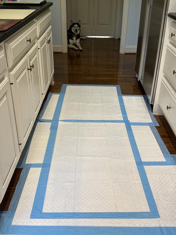 Dogs know when they need “doggie leakage protection”