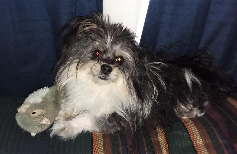 Cory Joe is Dad to Cocoa and Violet. He is only 6 1/2 pounds.