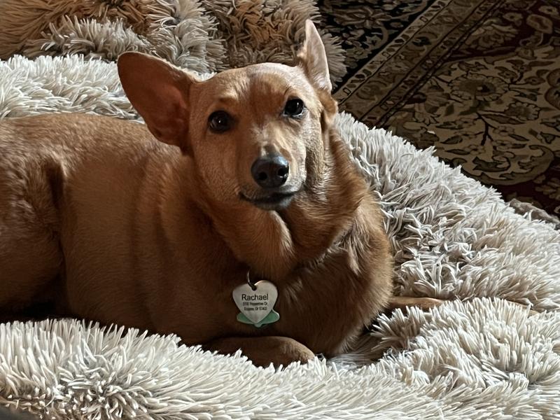 Rachael after eating her Royal Canin Early Cardiac Diet!