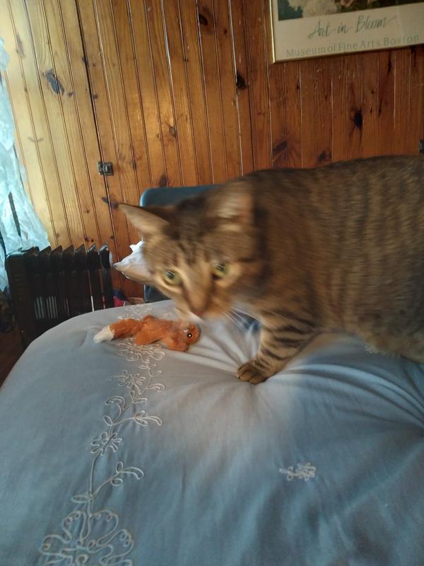 Bilbo showing me his squirrel.
