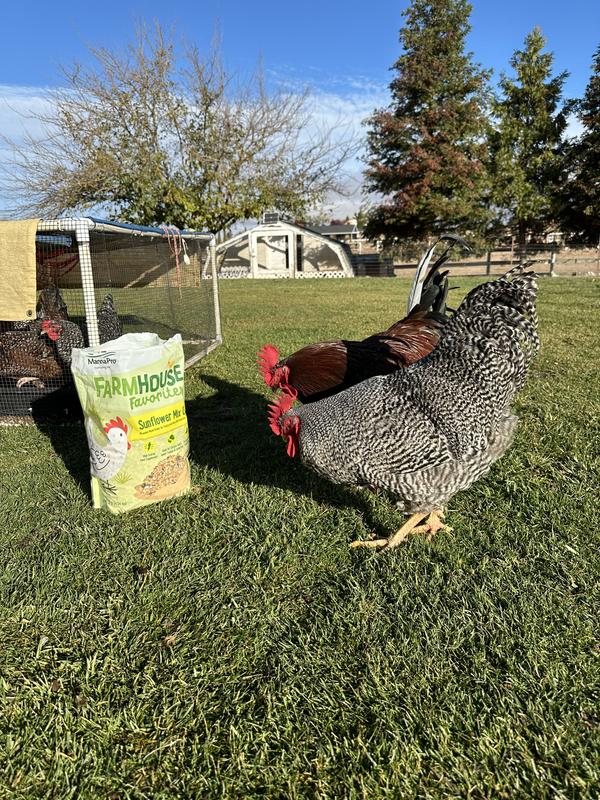 Love watching them forage while providing extra nutrition in the winter