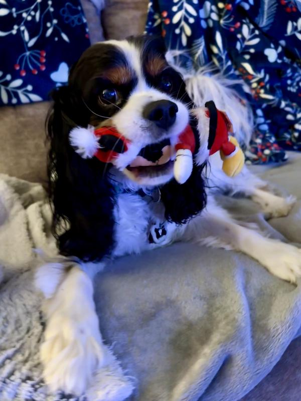 Samson staking claim in Mickey!