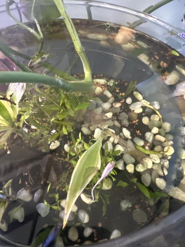 Adds Beautiful natural look