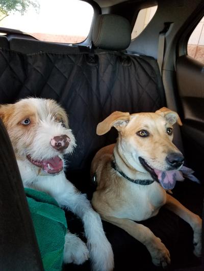 Best buds!  Spencer (left, male) and Pickles (female).
