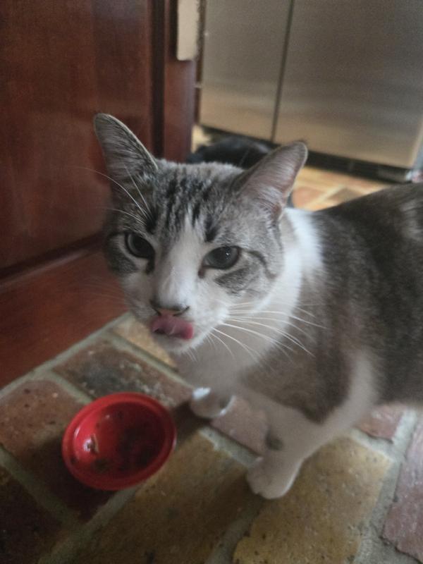 Tink licking his lips!