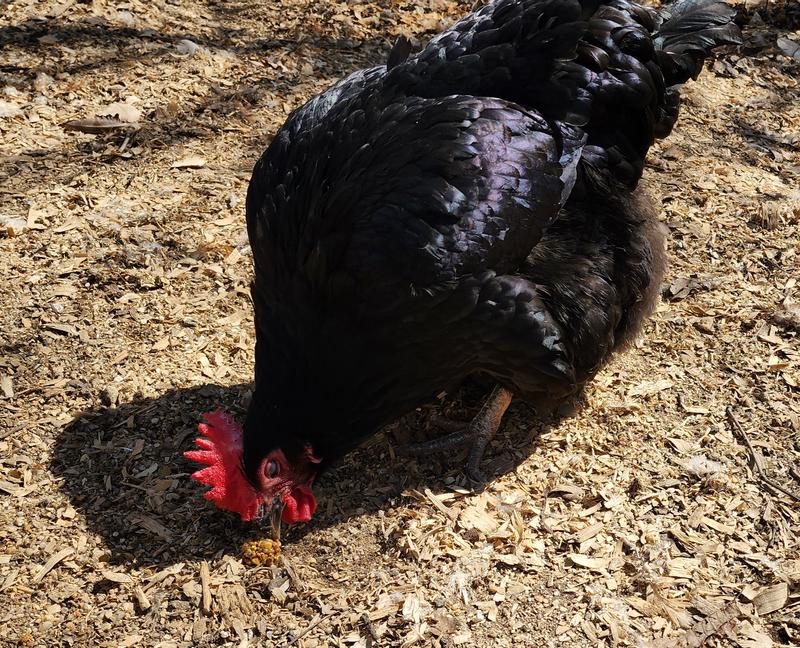 Older girl working on a whole berry