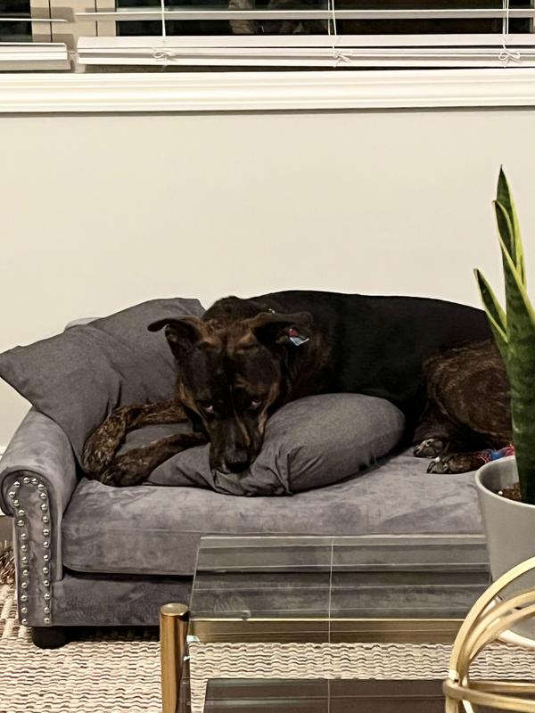 FRISCO Sofa Pet Bed with Removable Cover, Gray, Medium