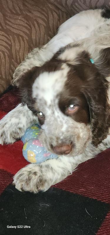 squeaky bone for soft chew fun